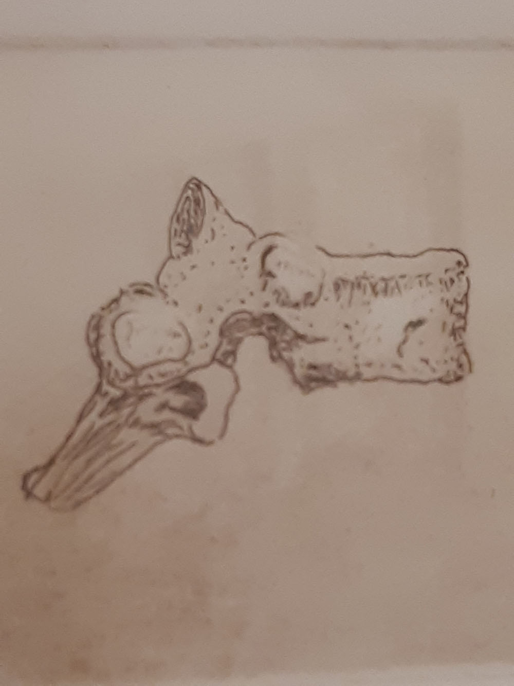 Imagen de la diapositiva